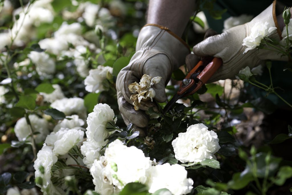 Serveis de jardineria