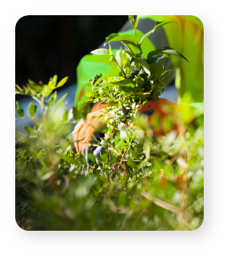 Servicios de jardinería